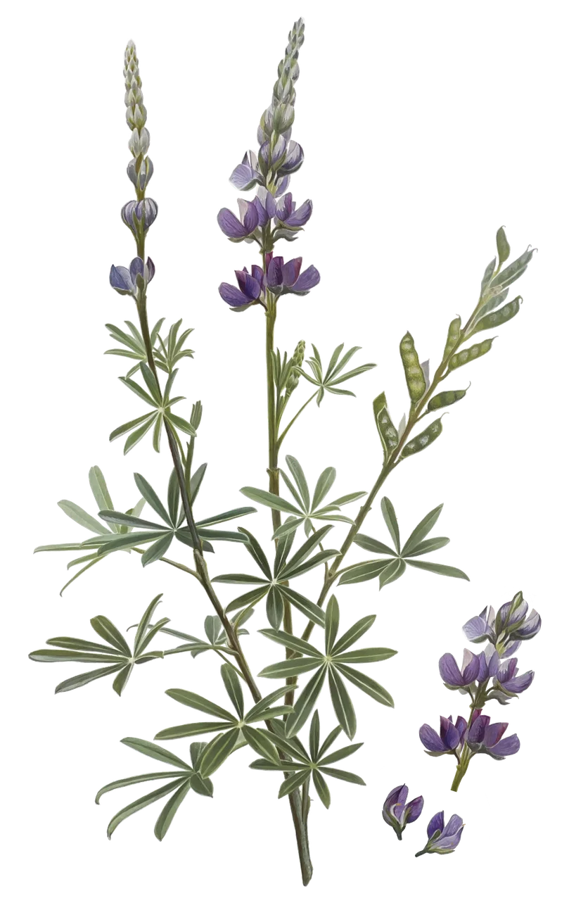 Lupino — Florilegium