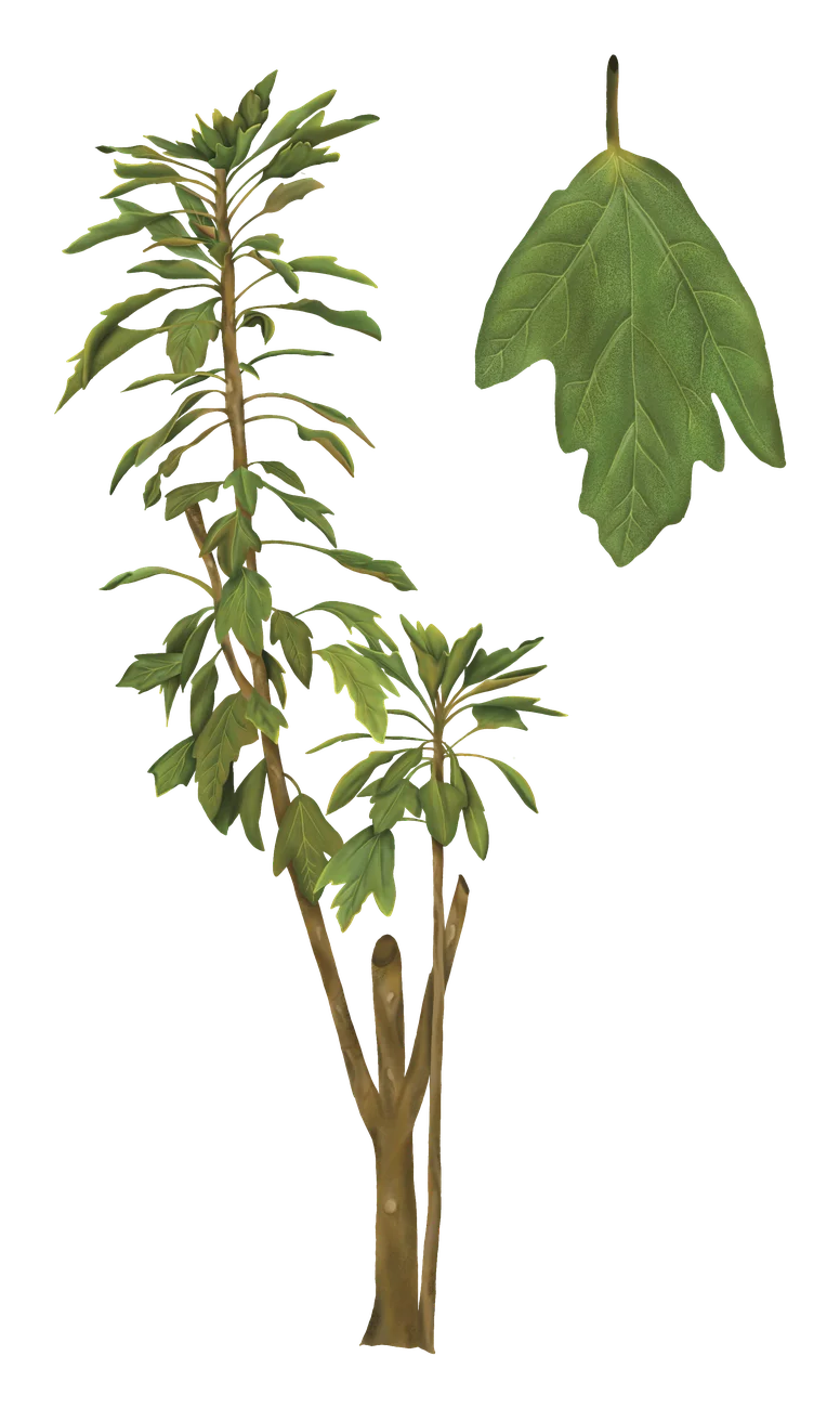 Pumamaqui — Florilegium