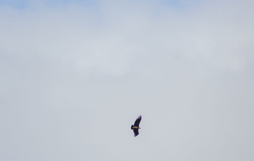 wildlife Andes Ecuador