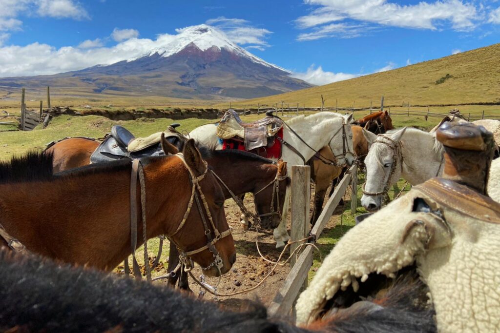 vida silvestre en los Andes ecuatorianos