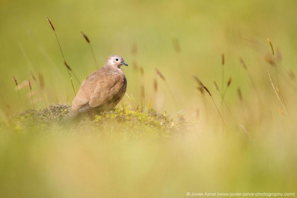 Cotopaxi National Park wildlife